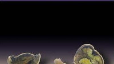  Accounting in a Nutshell (Janet Walker)